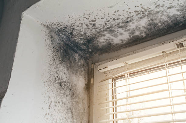 Affordable Black Mold Remediation solutions in Wanaque, NJ